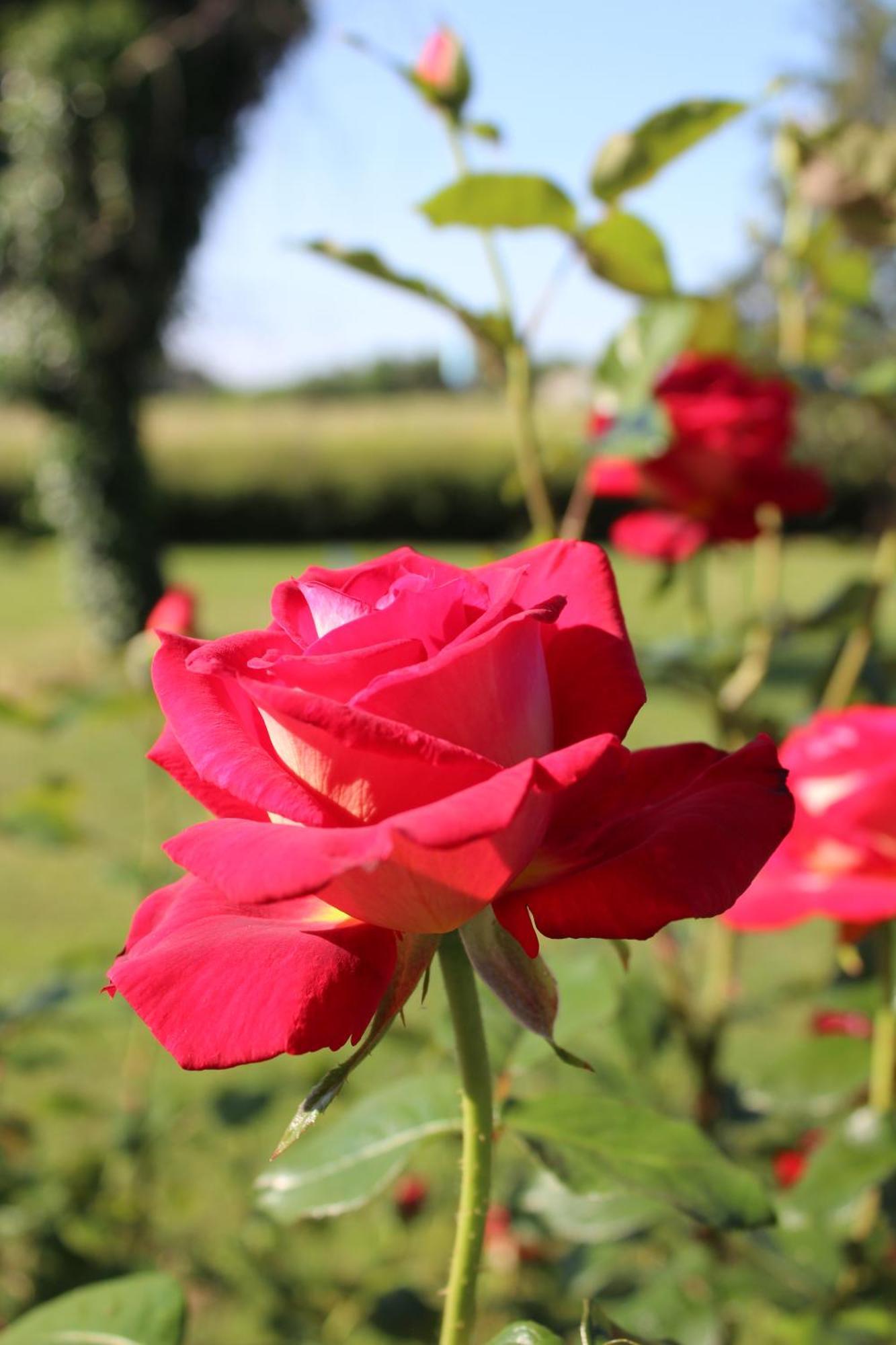Arts & Passion Bed and Breakfast Mirambeau  Buitenkant foto